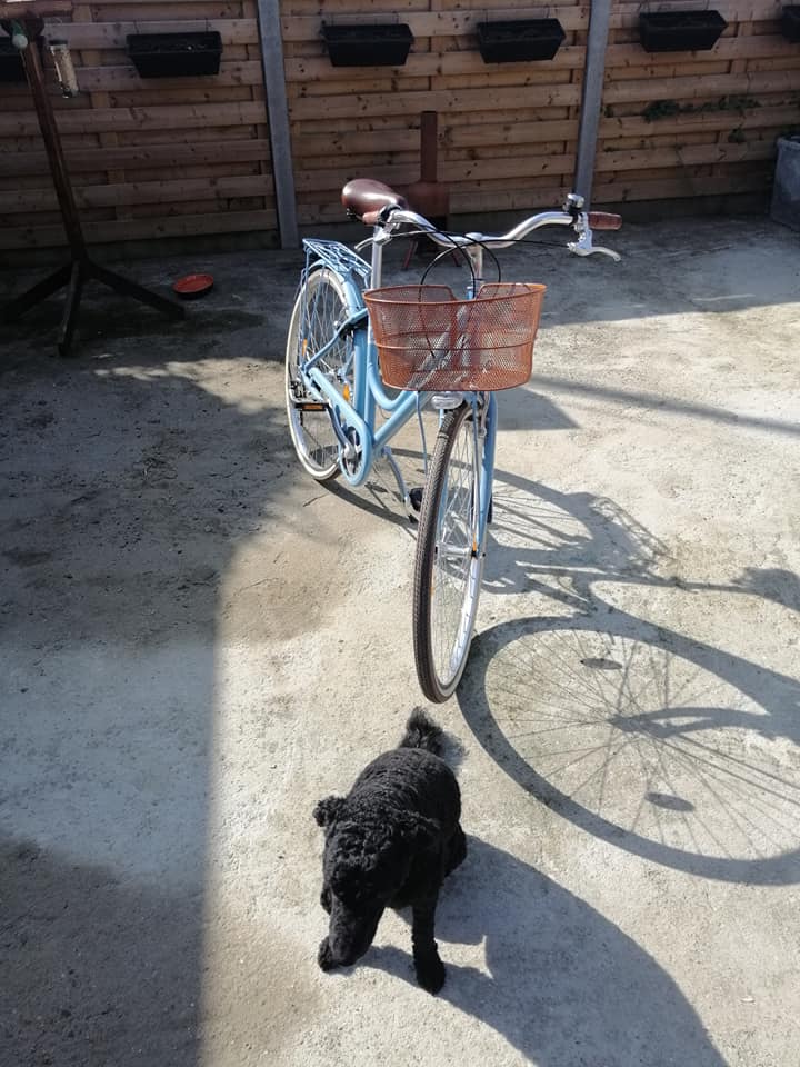 Tweedehands Minerva bonneville 6speed 2019 te koop - 50175